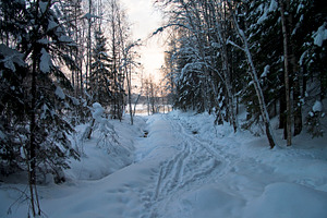 Winter forest.