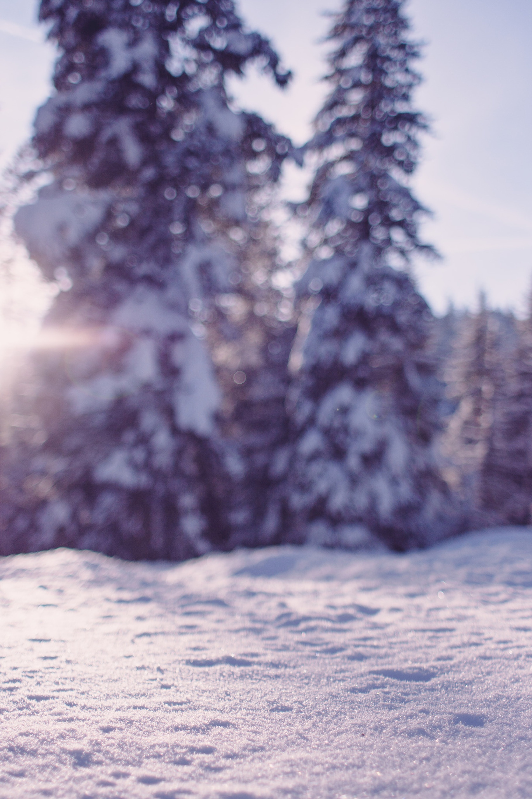 Winter morning containing idaho, tree, and blurred background, a Nature Photo by Jessica Torres