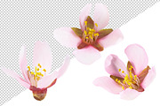 Pink almond blossoms, an Object Graphic by Fruits+Veggies (Thumbnail 7 of 9)