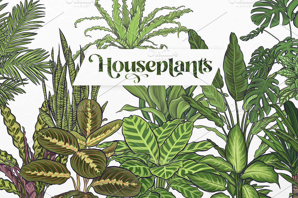 Indoor Plants VECTOR illustrations, a Seasonal Illustration by Natalka Dmitrova art (Photo 15 of 16)