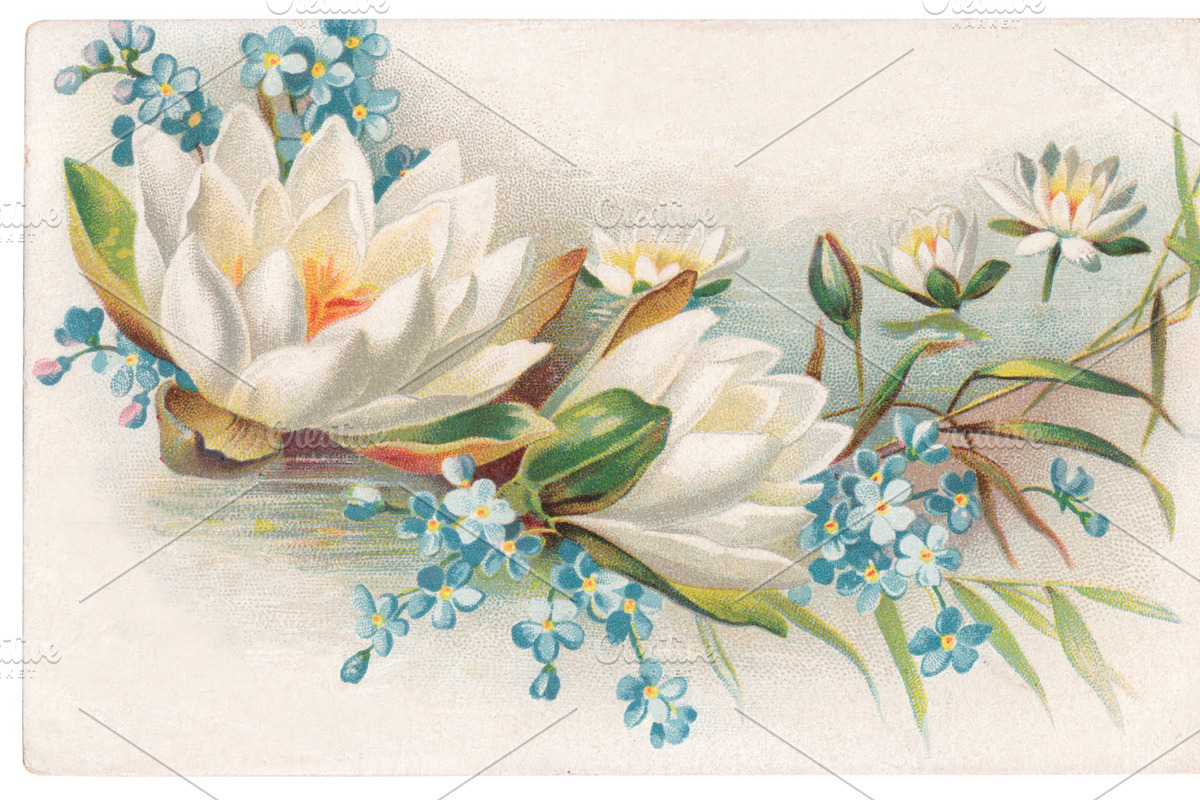 vtg greetings, water lilies, an Illustration by Betty Nane
