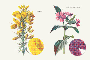 Vintage Flower Illustrations Bundle