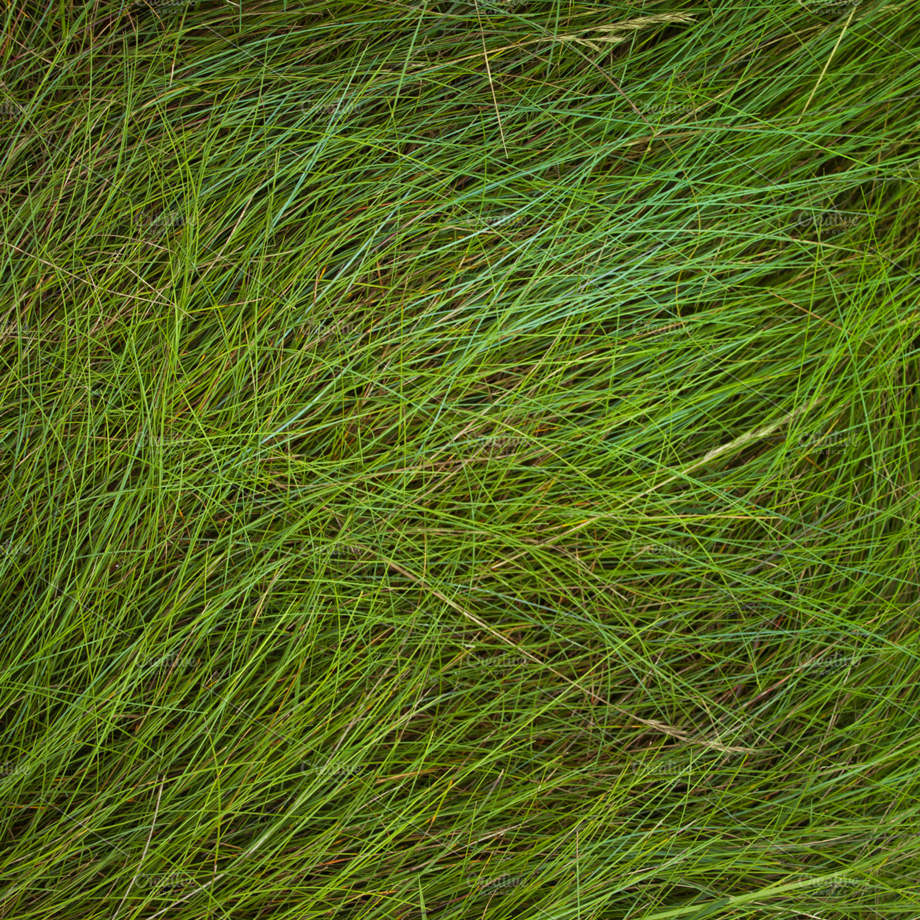 Green grass texture stock photo containing texture and herb, an Abstract Photo by Geasuha