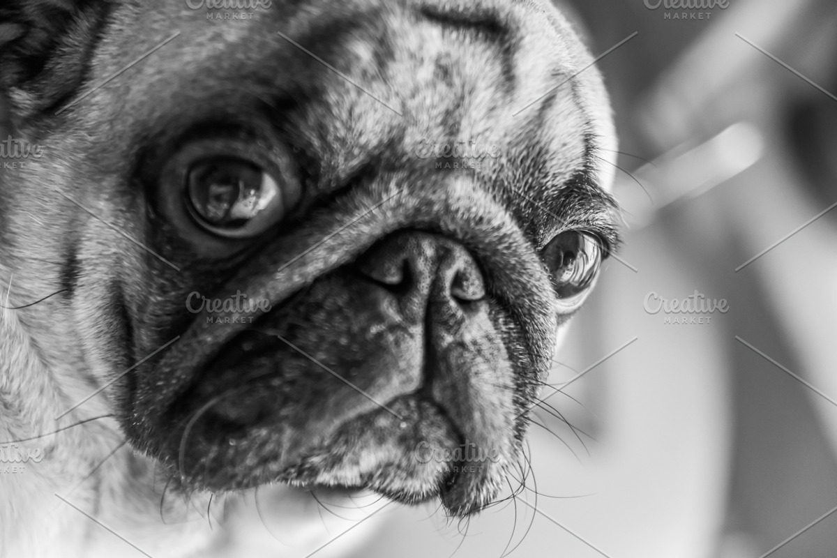 Creative Pug, an Animal Photo by WildStrawberry Magic (Photo 4 of 6)