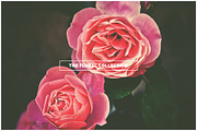 THE FLORAL COLLECTION iseeyouphoto preview 2