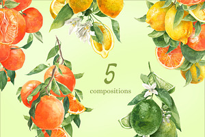 Citrus Watercolor Collection