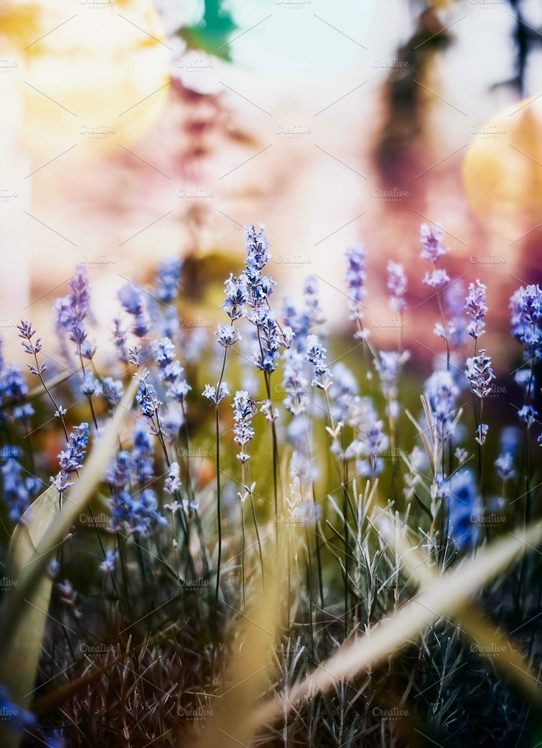 Lavender colorful mood containing antrisolja, nature, and lavender, a Nature Photo by Antrisolja Photography