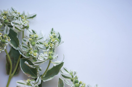 plants with white and green leaves, an Arts & Entertainment Photo by Arymer
