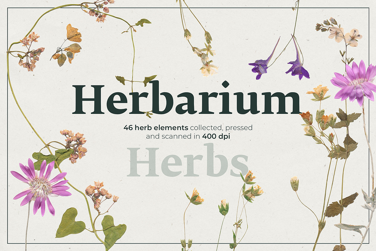Herbarium Pressed Herbs PNG Set, a Decorative Illustration by dlinnaya (Photo 1 of 6)