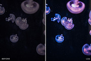 15 Leica Lightroom Presets, a Preset Add-On by Lavinsky Art Store (Thumbnail 13 of 16)