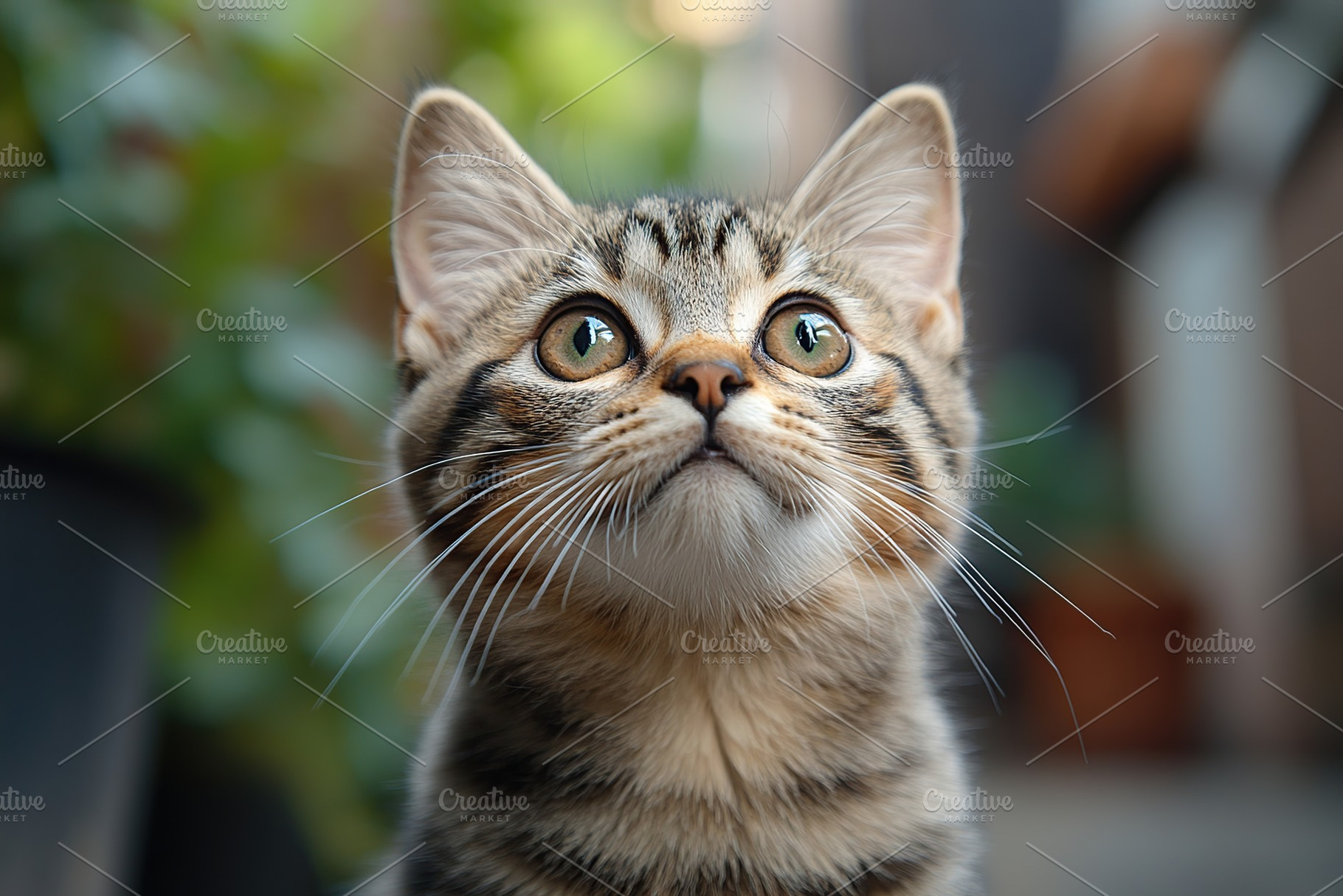 Cute cat with big beautiful eyes, an Animal Photo by AlyaAnd