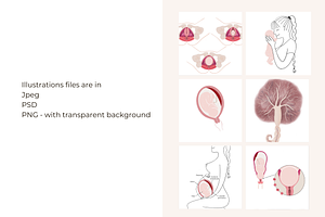 Uterus - Placenta Illustrations