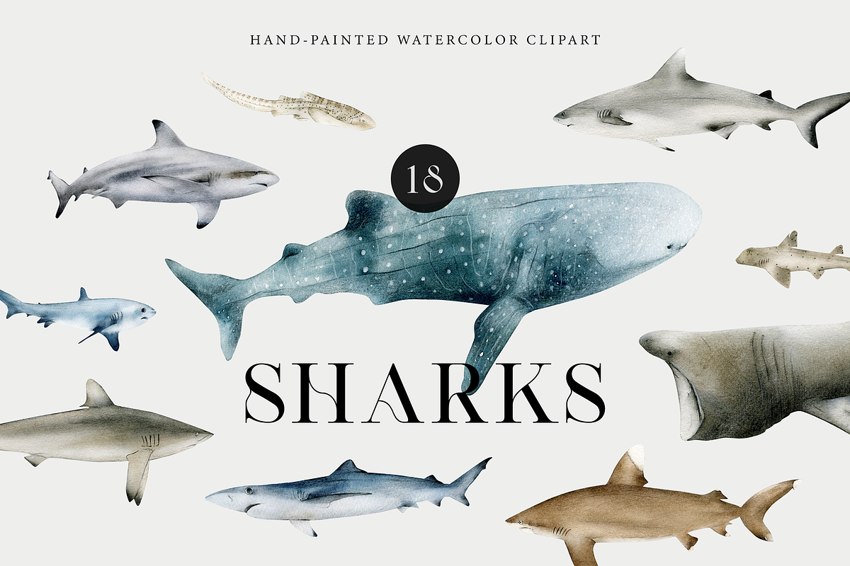 Watercolor Sharks. Ocean animals set, an Animal Illustration by Diana Askarova Art (Photo 1 of 9)