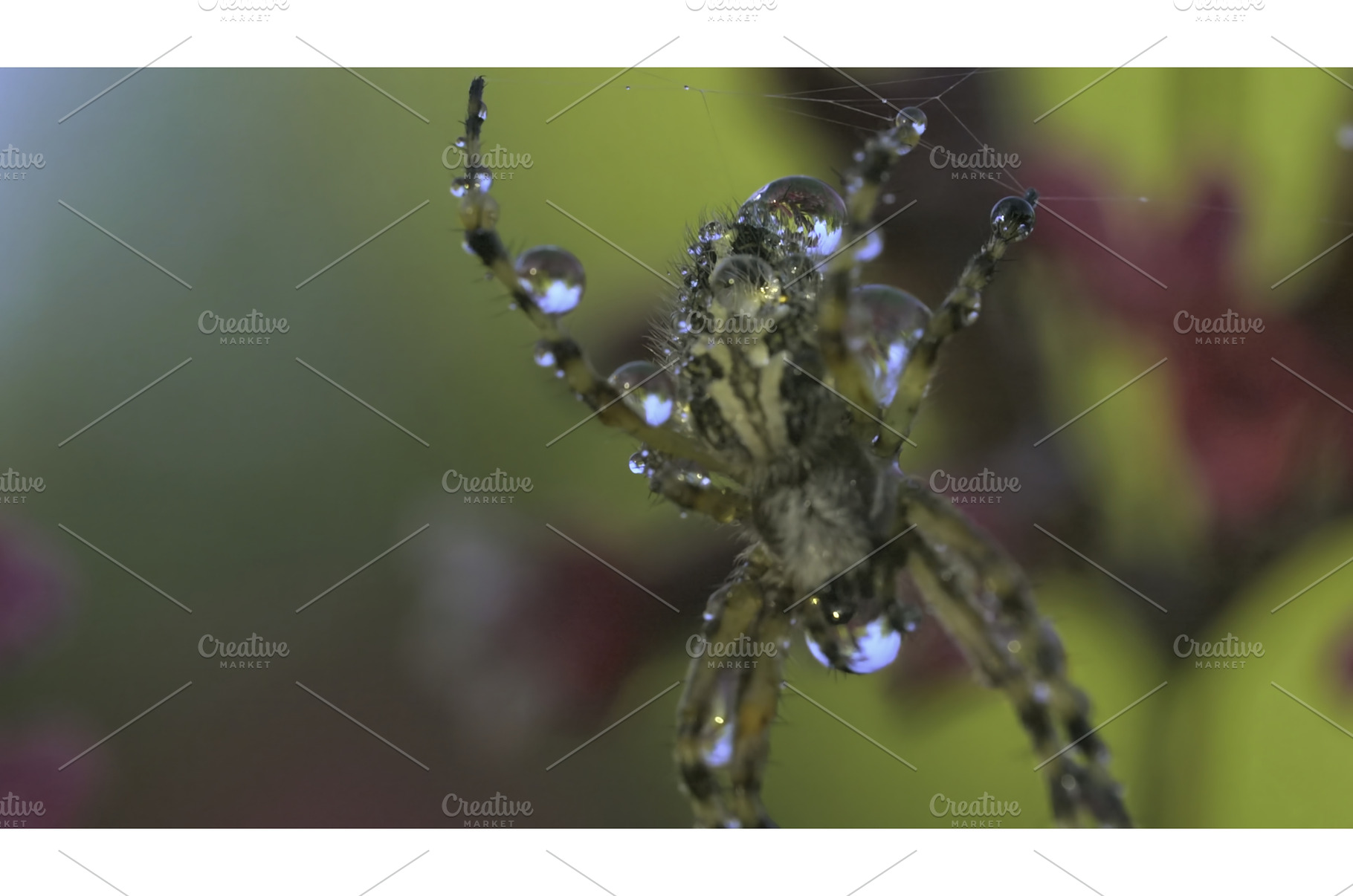 Macro view of a small spider with, an Animal Photo by Media Whale Stock
