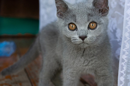 little Cute grey fluffy kitten outdo, an Animal Photo by AlexBush