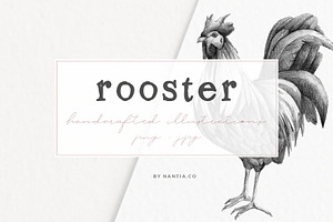 Hand drawn Rooster Illustration