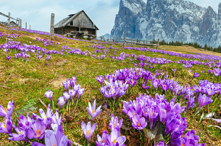 Blooming purple violet Crocus heuffelianus (vernus) alpine flowe, a Nature Photo by YuriyB