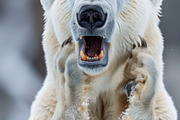 236 surprised animals, an Animal Photo by Handmadefont (Thumbnail 135 of 241)
