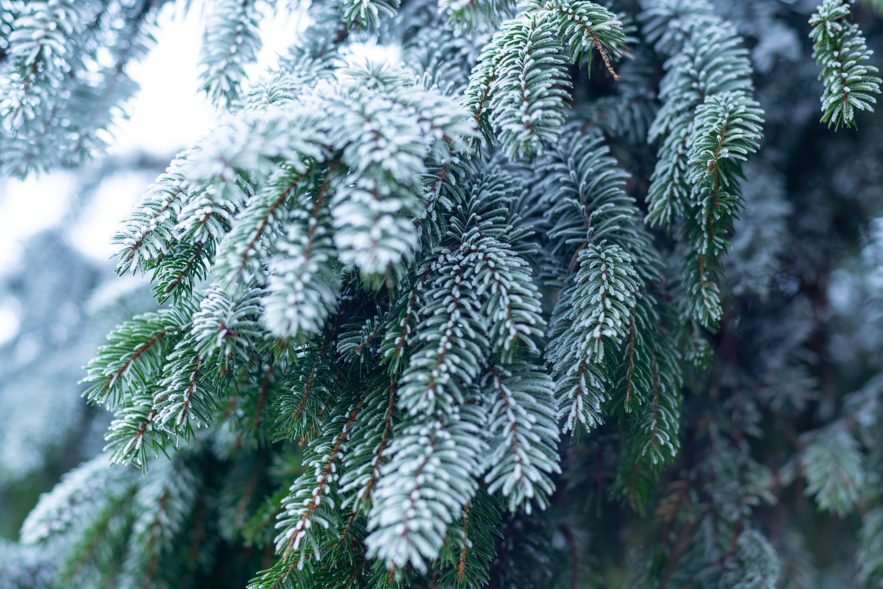 Frosted fir tree branch background featuring abstract, background, and ...