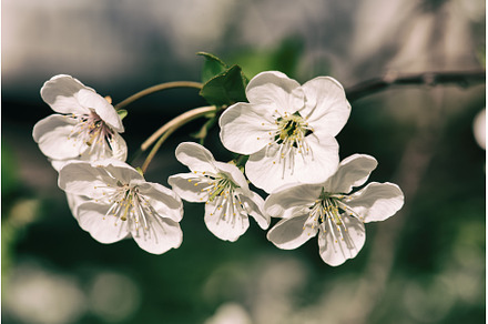 Cherry flowers frame, a Nature Photo by Nature and travel