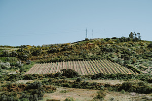 Vineyard rows on sunny hillside, a Nature Photo by SkyNext