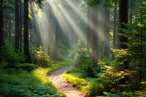 Sunlit forest path through lush greenery, a Nature Photo by AlyaAnd