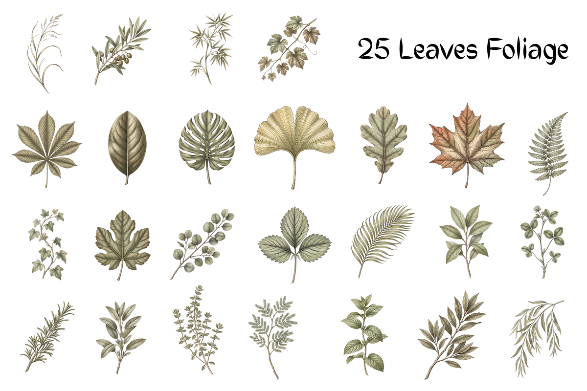 Vintage Botanical Illustrations, a Decorative Illustration by youtoview (Photo 8 of 14)