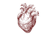 Realistic heart, real human organ, a Healthcare Illustration by Good Studio (Thumbnail 3 of 6)