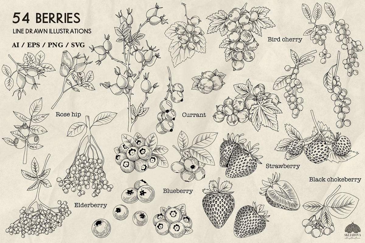 Berries line art + Procreate, a Food Illustration by Skliarova (Photo 2 of 3)