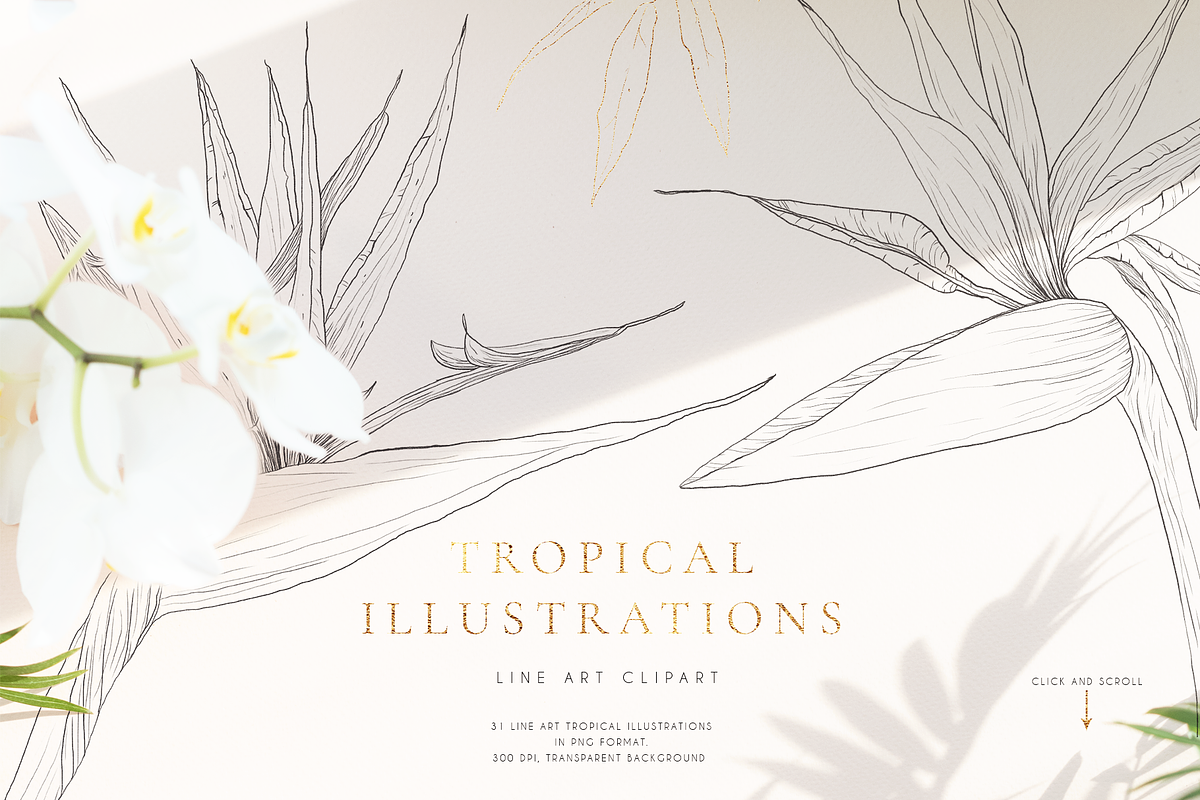 Tropical paradise. Line art set, an Illustration by Pamyatka Shop (Photo 6 of 13)