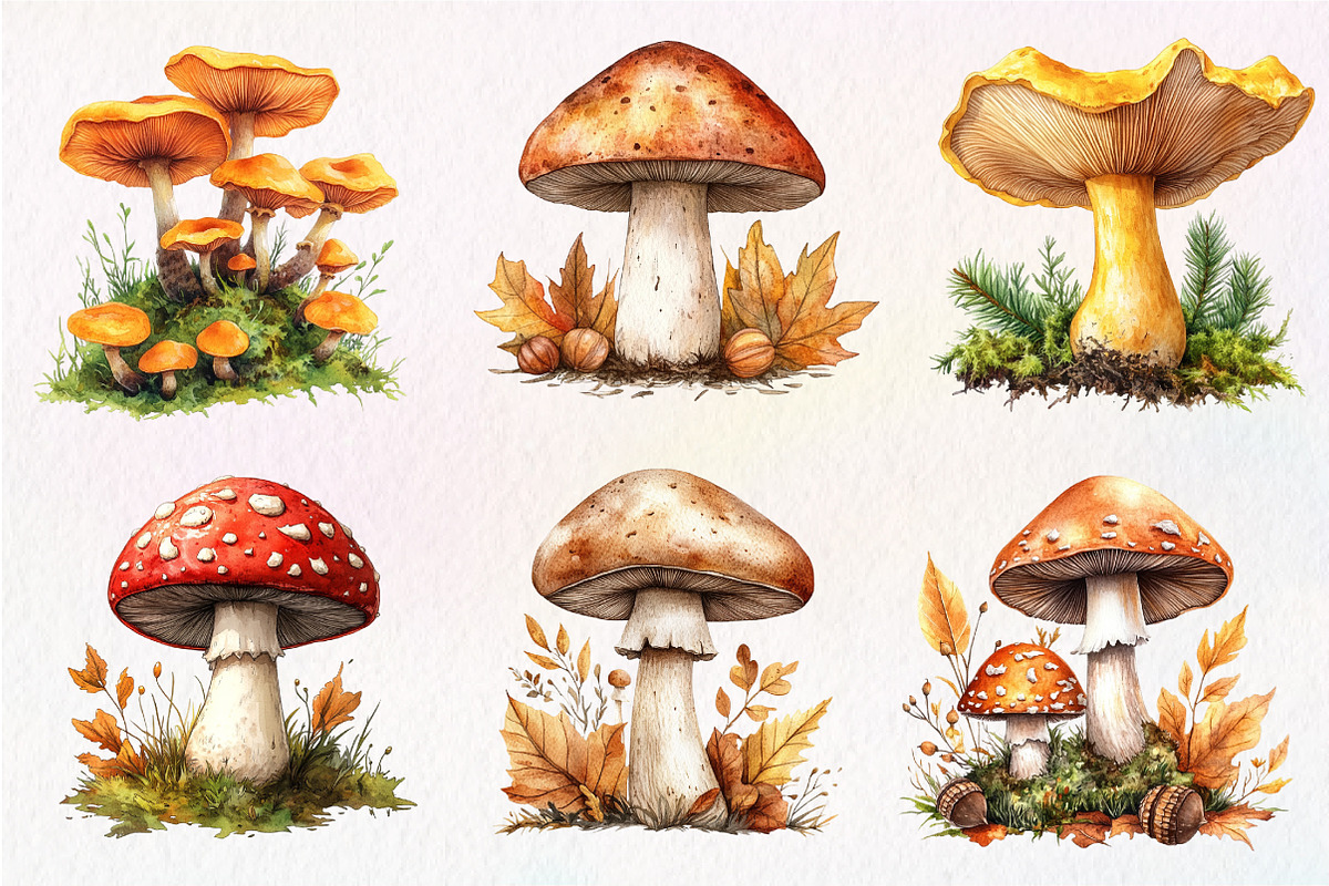 Botanical Autumn Mushrooms Clipart, an Illustration by Dream Creation (Photo 7 of 7)