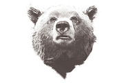 Grizzly Bear Illustration, an Illustration by Digital Art Downloads (Thumbnail 3 of 3)