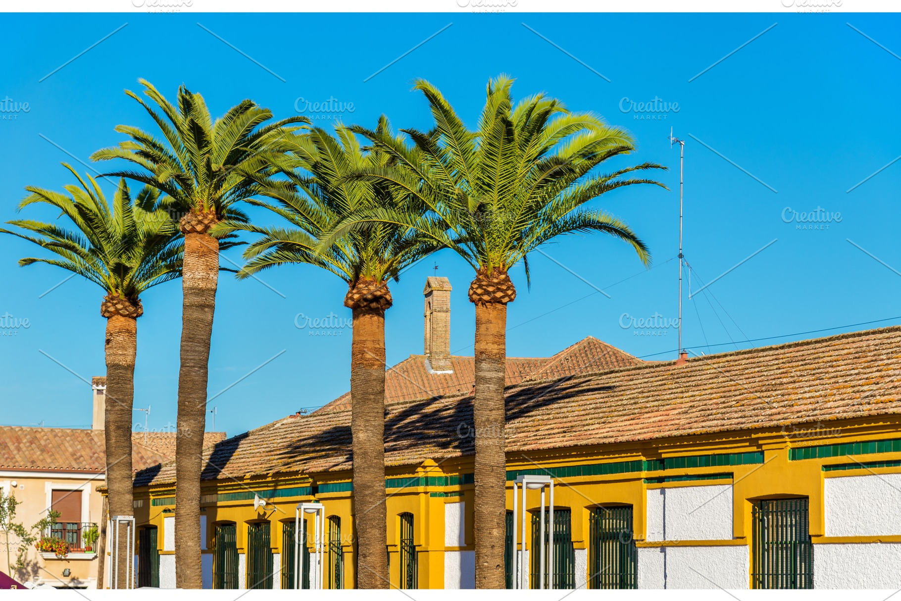 Palm trees and typical houses in Cordoba, Spain, an Architecture Photo by Leonid Andronov