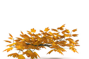 Maple Branch Yellow V3