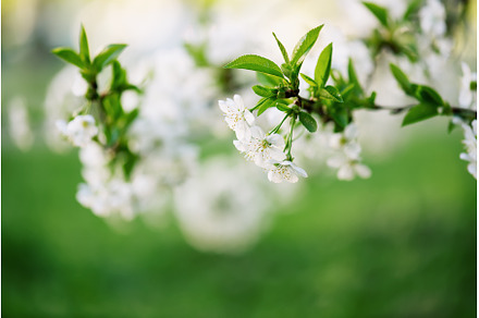 Cherry flowers frame, a Nature Photo by Nature and travel