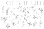 Herbarium. Pencil sketches, a Decorative Illustration by Love Watercolor Store (Thumbnail 3 of 8)