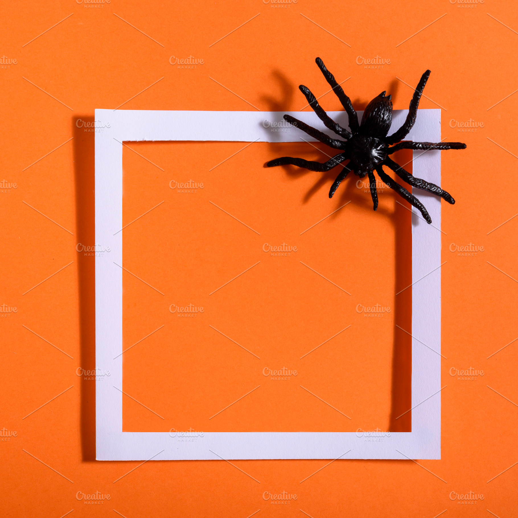 Empty white frame with scary spider, a Holiday Photo by hitdelight