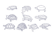 Breeds Turtle Handdrawn Vol 2, an Animal Illustration by SLAB! Design (Thumbnail 2 of 3)