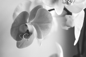 Orchid stock photo containing orchid and flower
