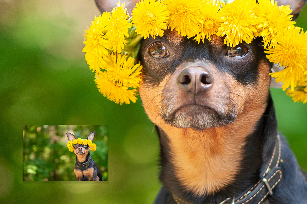 15 Dog Styled Photos, an Animal Photo by WildStrawberry Magic (Photo 10 of 11)