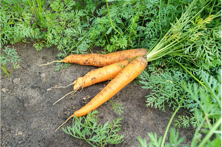 Close up of carrots bunch, a Food & Drink Photo by darksoul72
