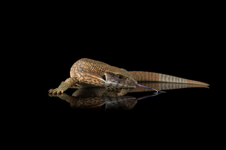 The savannah monitor lizard, an Animal Photo by AnimalArt