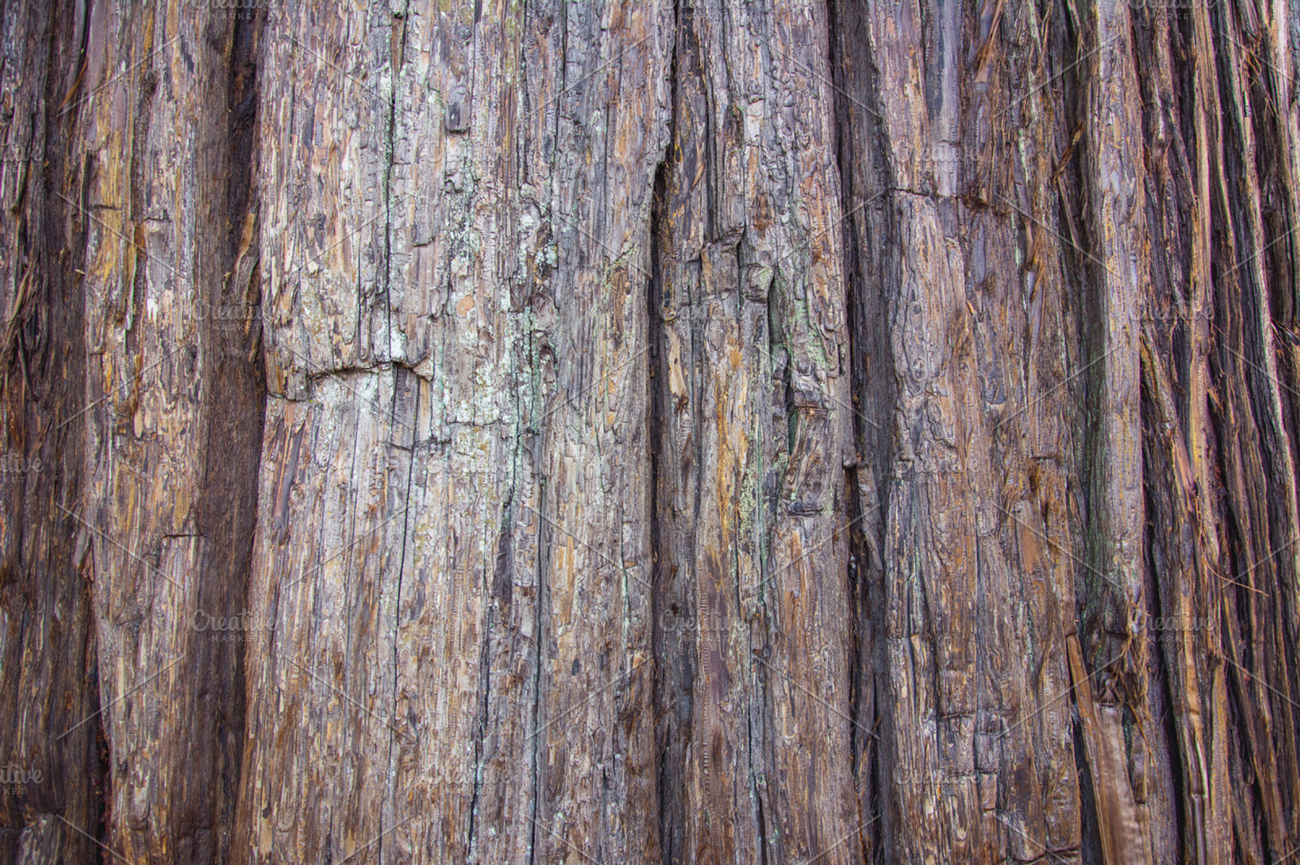 Cedar Tree Texture, a Nature Photo by HipFonts