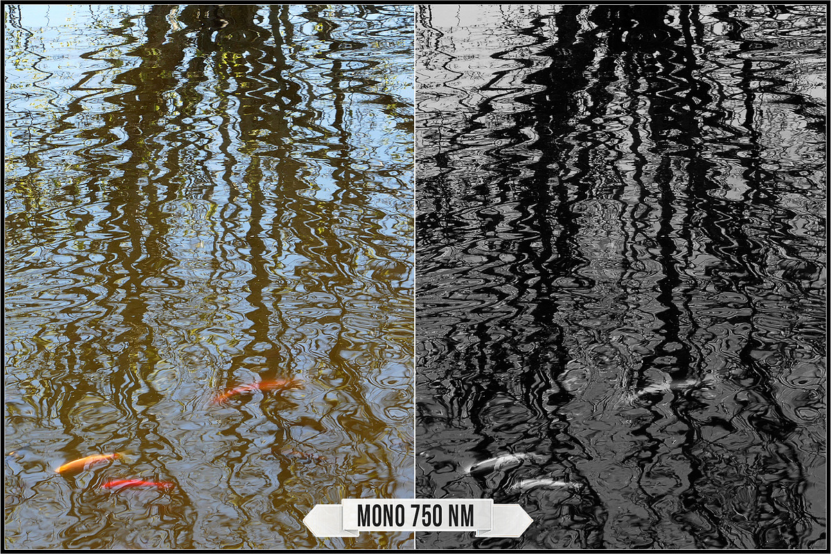 Spectrum Black & White profiles LUTs, a Plug-in Add-On by Raztrend (Photo 22 of 31)