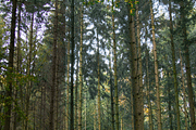 Mobile Lightroom Presets, an Action Add-On by The Red Pine (Thumbnail 8 of 9)