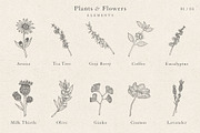 Plants & Flowers Collection, a Decorative Illustration by Sinclair Creative Agency (Thumbnail 4 of 8)