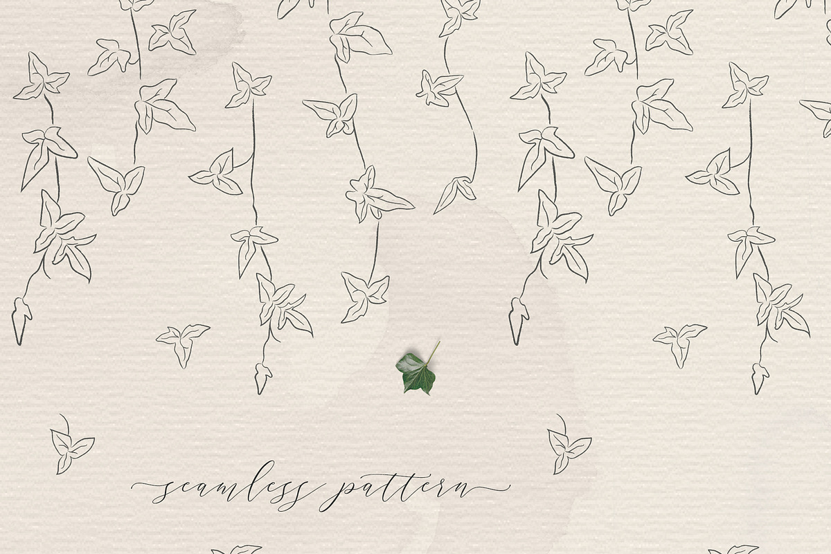 Line drawing Ivy plant illustrations, an Illustration by Olya Creative (Photo 3 of 3)