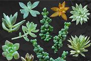 Succulents - Real Botanic Specimens, an Object Graphic by Turning Moss (Thumbnail 11 of 12)