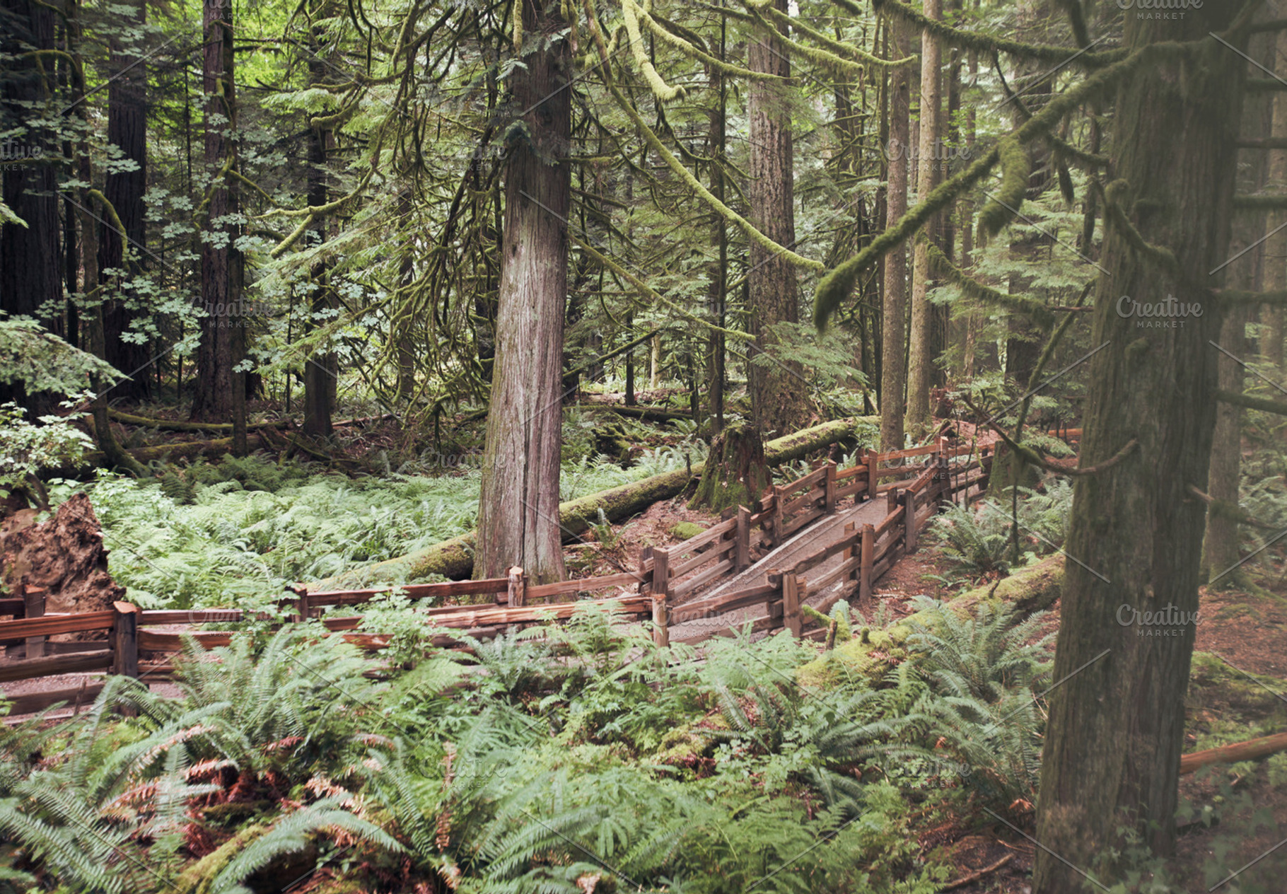 Rainforest Stock Photograph