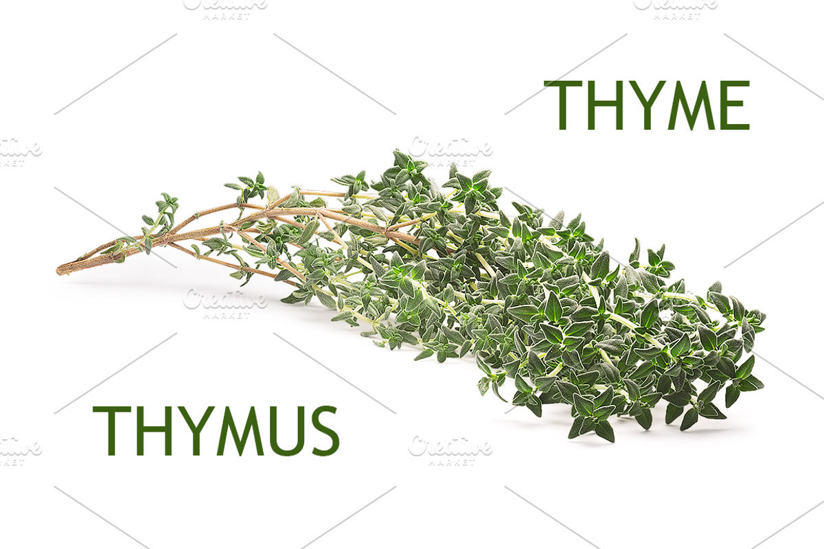 Thyme, an Object Graphic by Hortimages (Photo 1 of 3)